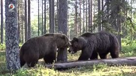 Vânarea urșilor, adusă din nou în discuție de ministrul Mediului. Activiștii trag un semnal de alarmă: „Nu știm câți urși sunt în România”